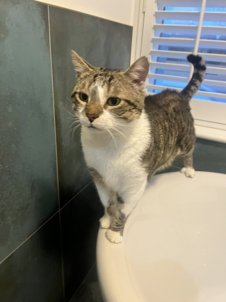 Rescue cats, show me yours!