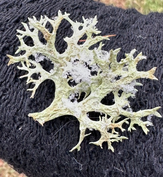 Any Witches here? Part 20