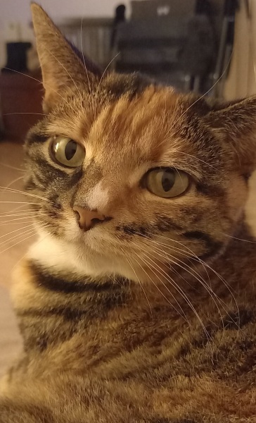 Thread 14 Starmer - The Starmeristas Strike Back