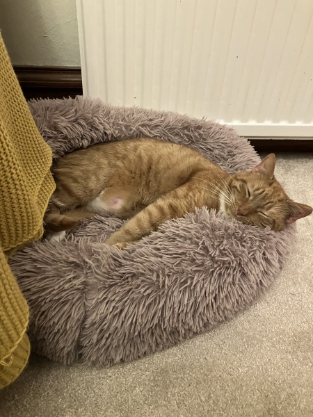Struggling with new cat