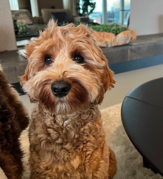 Shop allows dogs in and my item is ruined