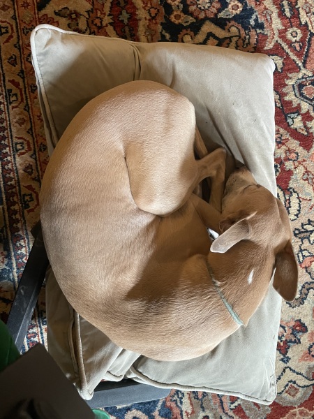 Can we talk about Italian greyhounds?