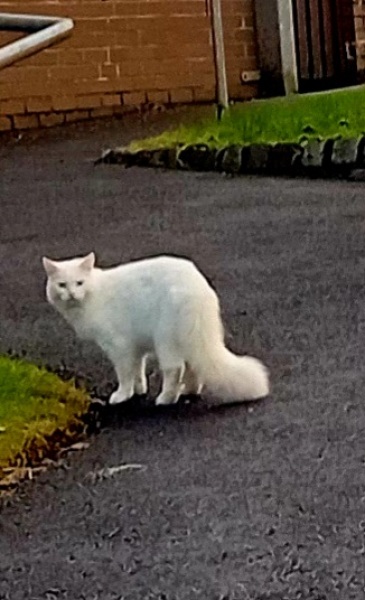 Ring Out, Wild Bells! As 2025 approaches, the Excellent Cats raise their game with a discussion on Tennyson's poetry