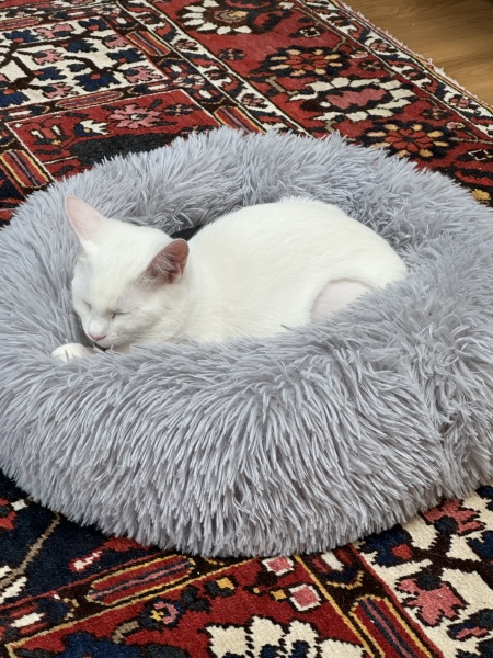 Lap dances, strippers and punch-ups - the Excellent Cats arrange a stag party