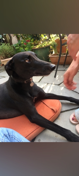 To tell you about my dog