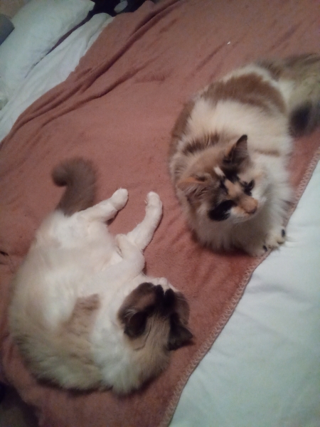 Lap dances, strippers and punch-ups - the Excellent Cats arrange a stag party