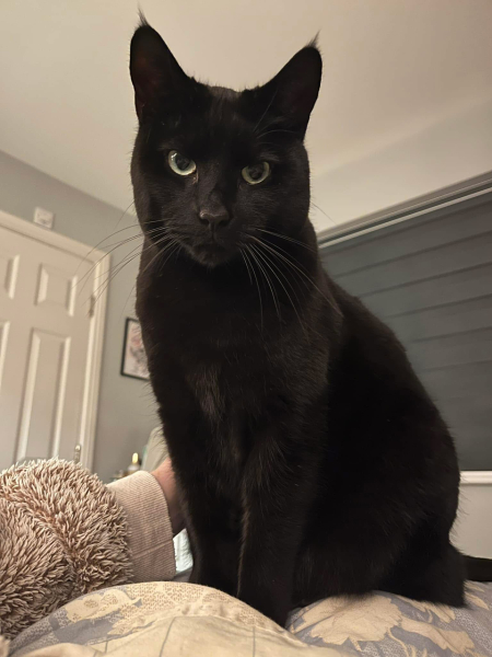 Maine coon cross cats