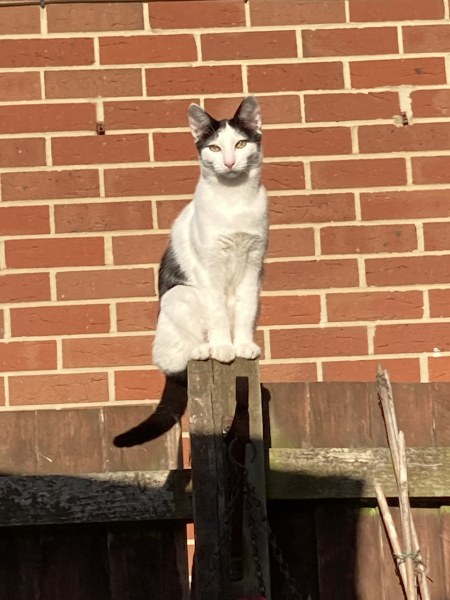Black and white cats. (pics please!)