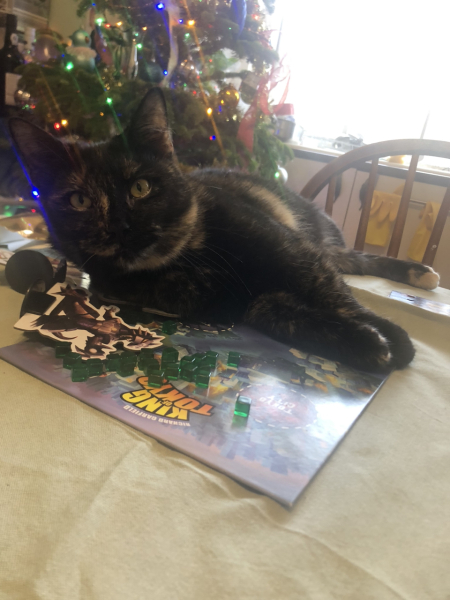 Anyone got a tortie?