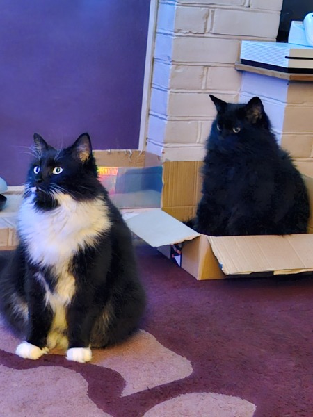 Any cat lovers know what breed of cat this might be or mix?