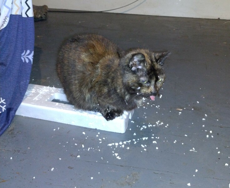 Ring Out, Wild Bells! As 2025 approaches, the Excellent Cats raise their game with a discussion on Tennyson's poetry