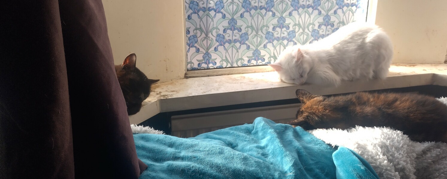 Ring Out, Wild Bells! As 2025 approaches, the Excellent Cats raise their game with a discussion on Tennyson's poetry