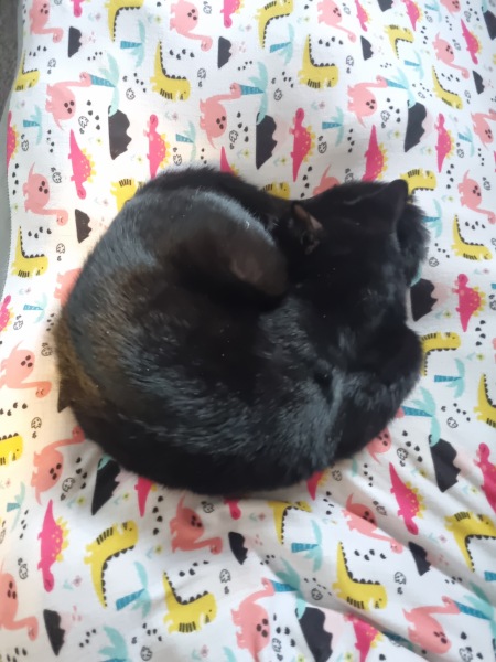 To ask me to show me your cat