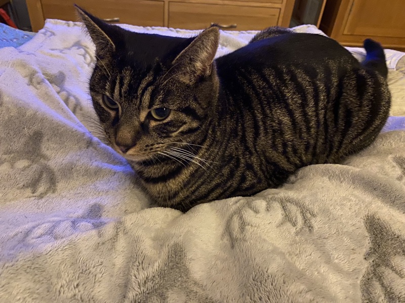 Poorly cat - advice please