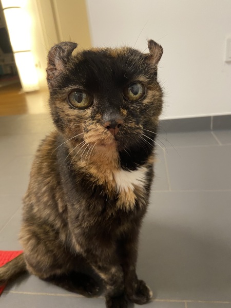 Anyone got a tortie?