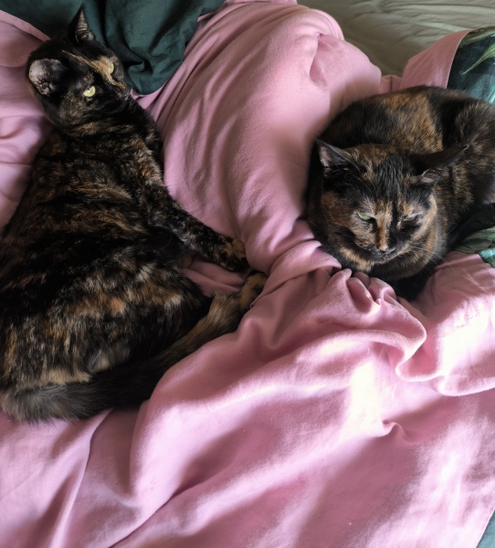 Anyone got a tortie?