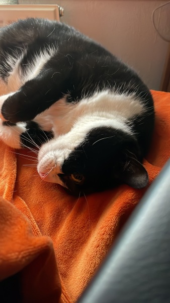 Rescue cats, show me yours!