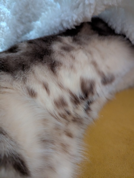 Lap dances, strippers and punch-ups - the Excellent Cats arrange a stag party