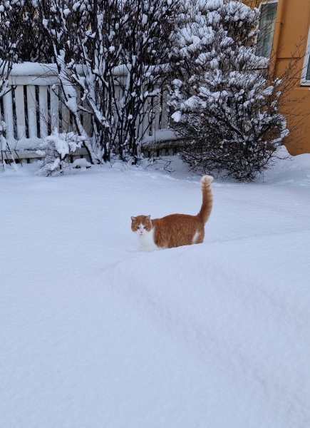 Ring Out, Wild Bells! As 2025 approaches, the Excellent Cats raise their game with a discussion on Tennyson's poetry