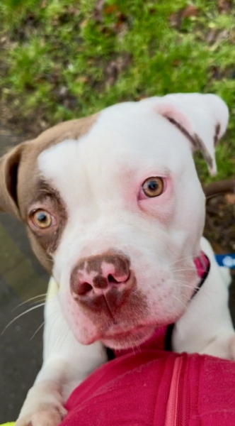 Thread 17: Starmer: Treading softly.