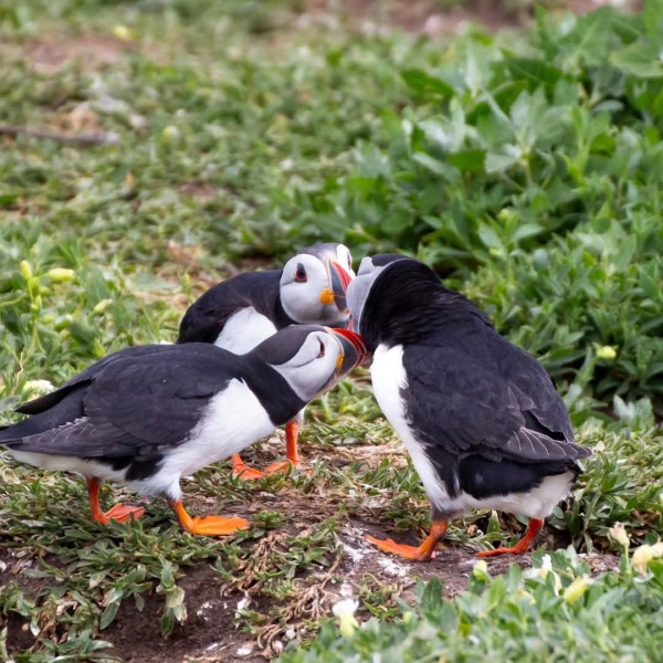 The Bluestocking: the one where AI finally learns what a blackbird is (we hope)