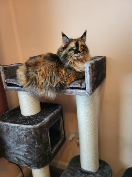 Anyone got a tortie?