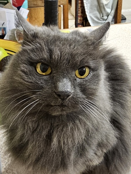 Ring Out, Wild Bells! As 2025 approaches, the Excellent Cats raise their game with a discussion on Tennyson's poetry