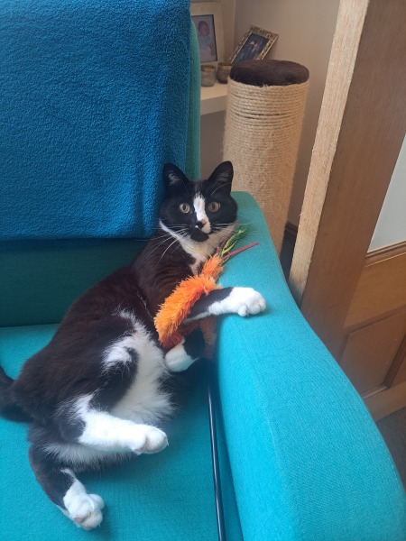 Black and white cats. (pics please!)