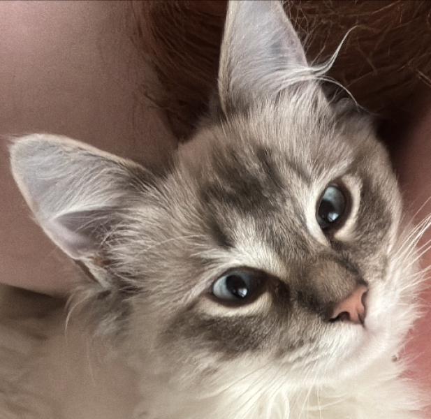 To ask me to show me your cat