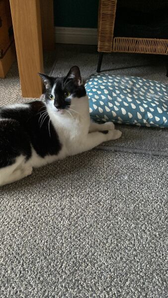 Black and white cats. (pics please!)