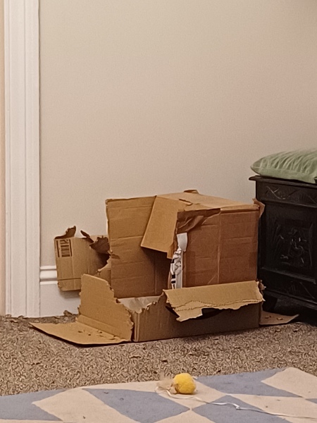 Show me your best kitten toys please!