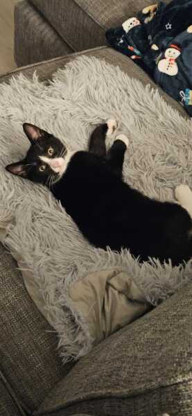 Black and white cats. (pics please!)