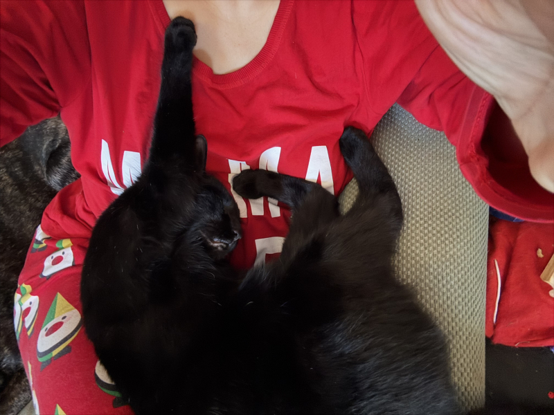 I think I want to adopt a cat but I’ve never had a cat before and I have questions!