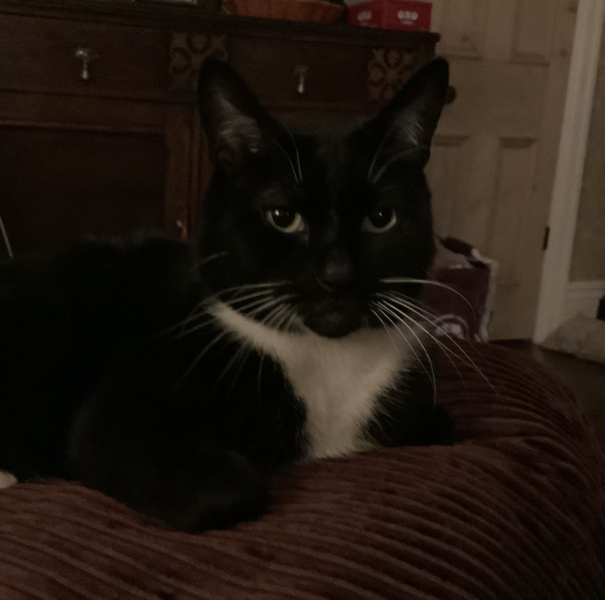 Black and white cats. (pics please!)