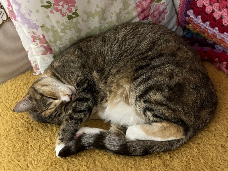 Lap dances, strippers and punch-ups - the Excellent Cats arrange a stag party