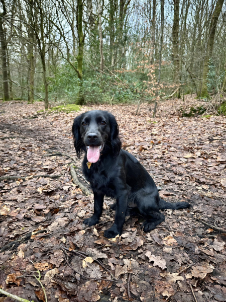 Adolescent Dog Survival Thread - get teenage licks right through the night!