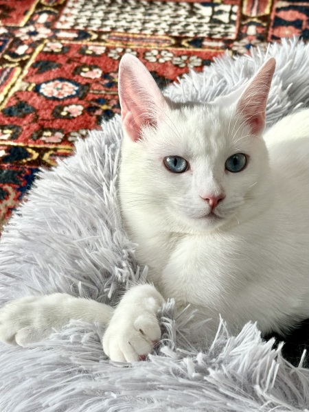 Lap dances, strippers and punch-ups - the Excellent Cats arrange a stag party