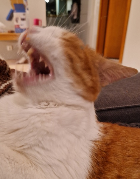 Ring Out, Wild Bells! As 2025 approaches, the Excellent Cats raise their game with a discussion on Tennyson's poetry