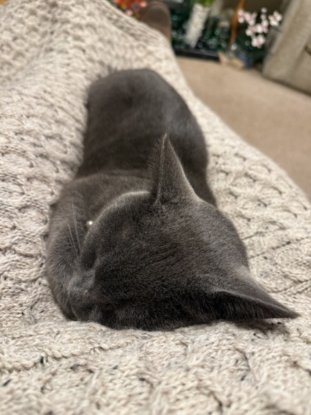 Cat not eating