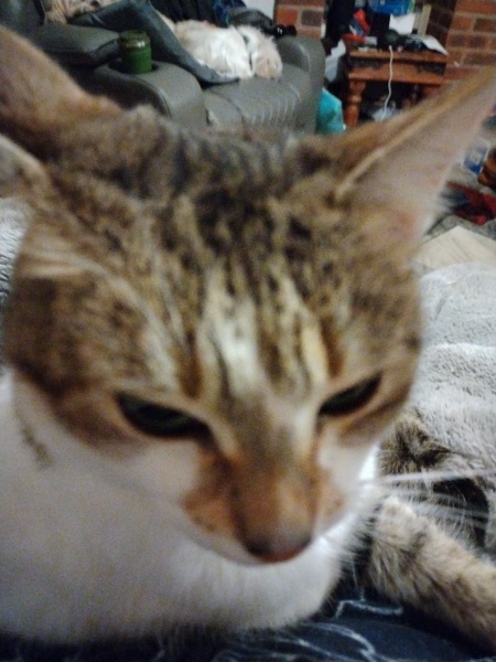 To ask me to show me your cat