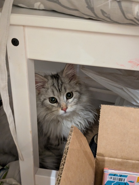 Kitten - what do I need to know?