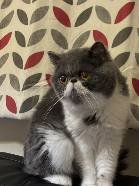 Rescue cats, show me yours!