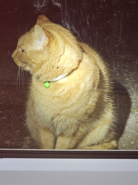 Ring Out, Wild Bells! As 2025 approaches, the Excellent Cats raise their game with a discussion on Tennyson's poetry