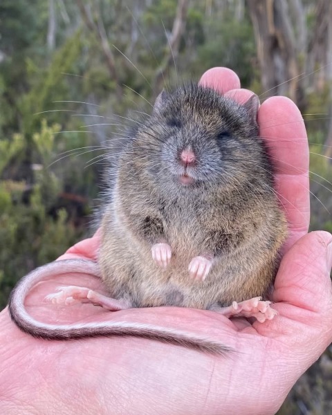 Ladies and Ladies: The Bluestocking is open: again