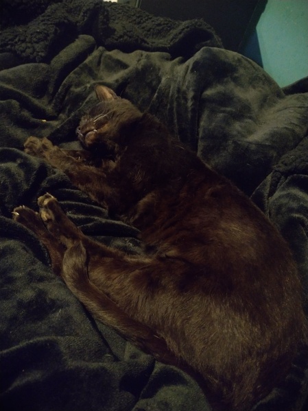 Ring Out, Wild Bells! As 2025 approaches, the Excellent Cats raise their game with a discussion on Tennyson's poetry