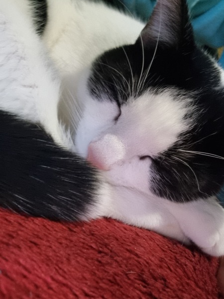 Rescue cats, show me yours!