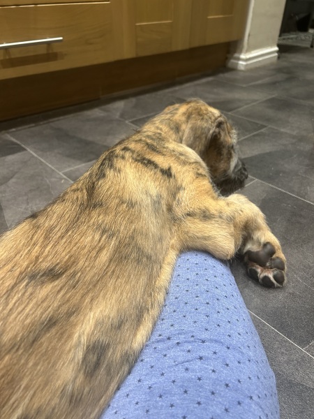 Name ideas!! For Wolfie number 3!