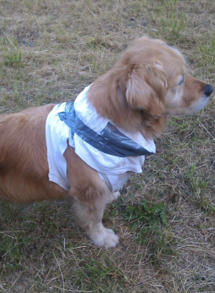 How much of our dog can we hack off