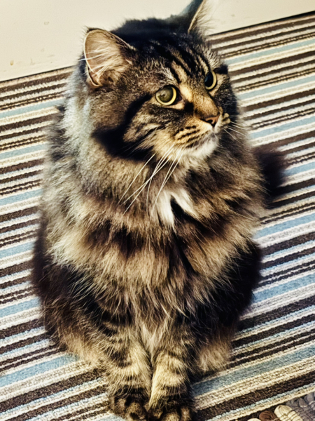 Ring Out, Wild Bells! As 2025 approaches, the Excellent Cats raise their game with a discussion on Tennyson's poetry