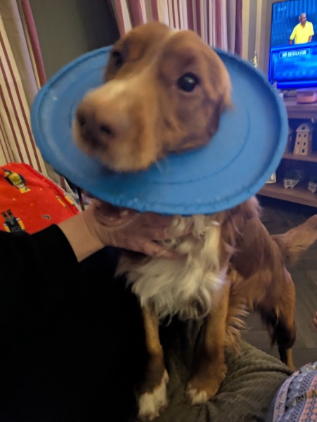 Adolescent Dog Survival Thread - Bark the Herald, furry angels sing!